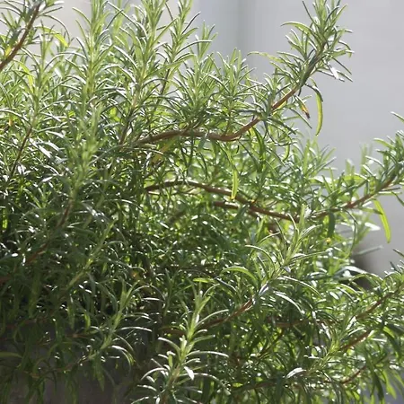 Vroenhof 2* Valkenburg aan de Geul