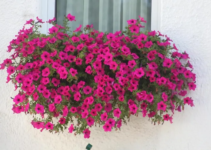 Ξενοδοχείο Vroenhof