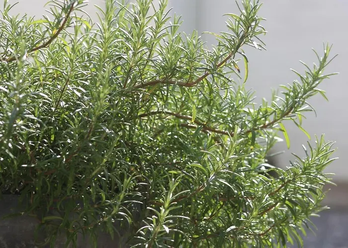 Vroenhof 2* Valkenburg aan de Geul